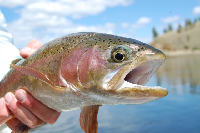 Montana Fly Fishing | Montana Adventures and Angling